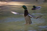 Floating Duck�